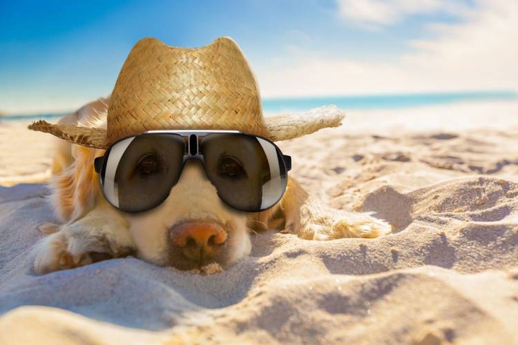 VACANZE PET FRIENDLY PER UN'ESPERIENZA INDIMENTICABILE CON GLI AMICI A QUATTRO ZAMPE Space Hotels VACANZE PET FRIENDLY PER UN'ESPERIENZA INDIMENTICABILE CON GLI AMICI A QUATTRO ZAMPE Space Hotels