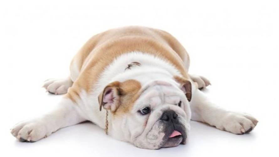 A get-in-shape holiday for both dogs and their owners at pet-friendly affiliates of the Space Hotels A get-in-shape holiday for both dogs and their owners at pet-friendly affiliates of the Space Hotels