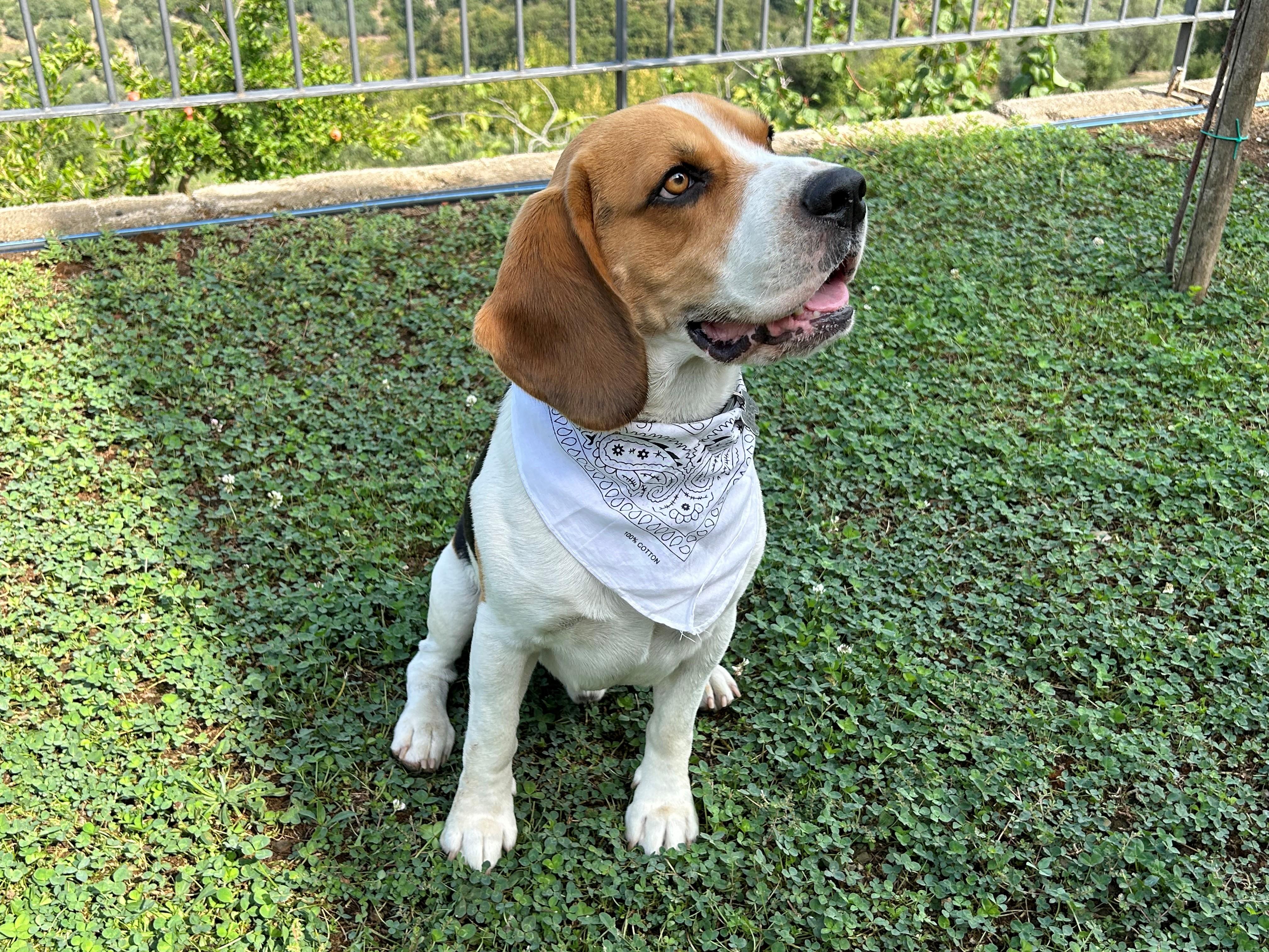 VACANZE PET-FRIENDLY TRA NUOVE TENDENZE E DESIDERIO DI CONDIVISIONE Space Hotels