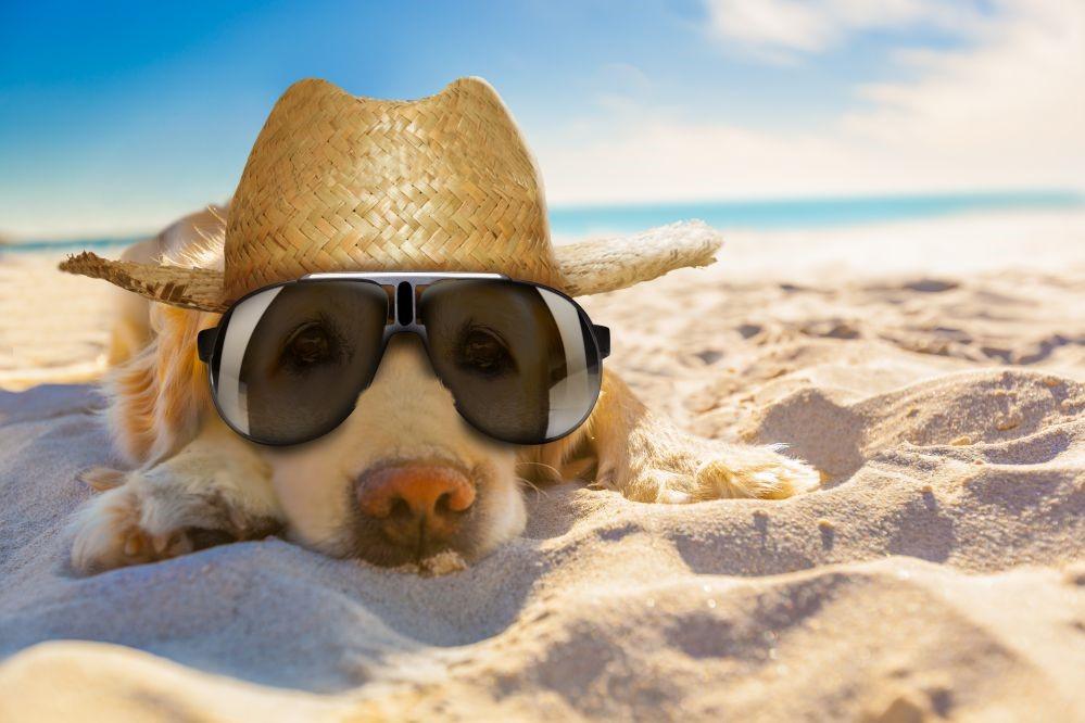 VACANZE PET FRIENDLY PER UN'ESPERIENZA INDIMENTICABILE  CON GLI AMICI A QUATTRO ZAMPE Space Hotels