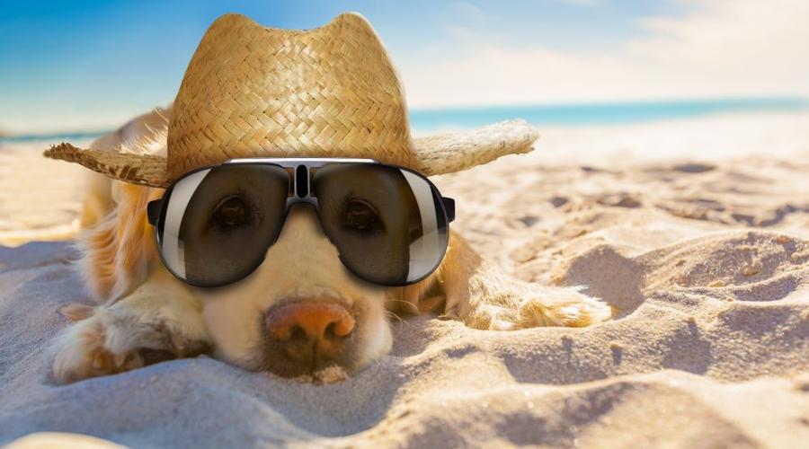 VACANZE PET FRIENDLY PER UN'ESPERIENZA INDIMENTICABILE CON GLI AMICI A QUATTRO ZAMPE Space Hotels VACANZE PET FRIENDLY PER UN'ESPERIENZA INDIMENTICABILE CON GLI AMICI A QUATTRO ZAMPE Space Hotels